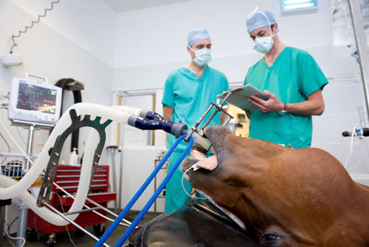 Veterinary Industry