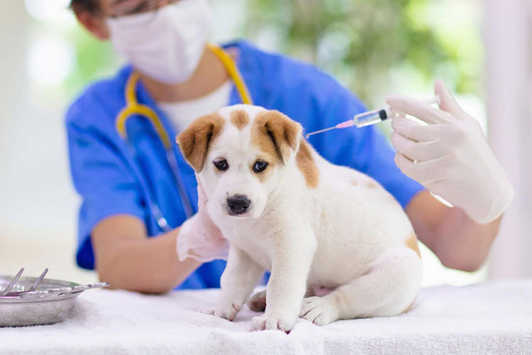 Veterinary Use