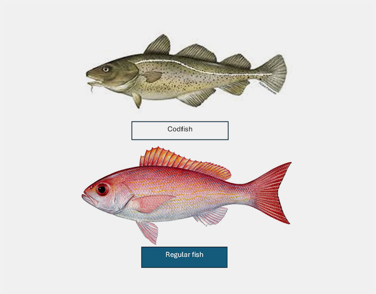 Cod fish VS regular fish