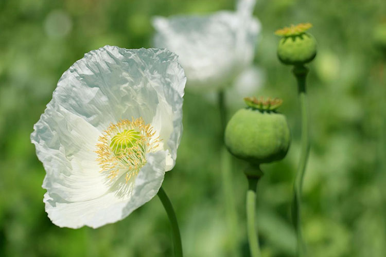 Papaver Somniferum
