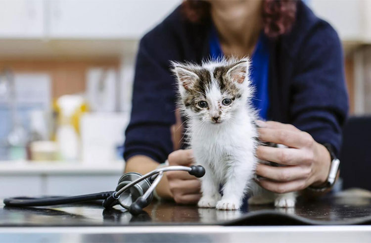 Veterinary Medicine