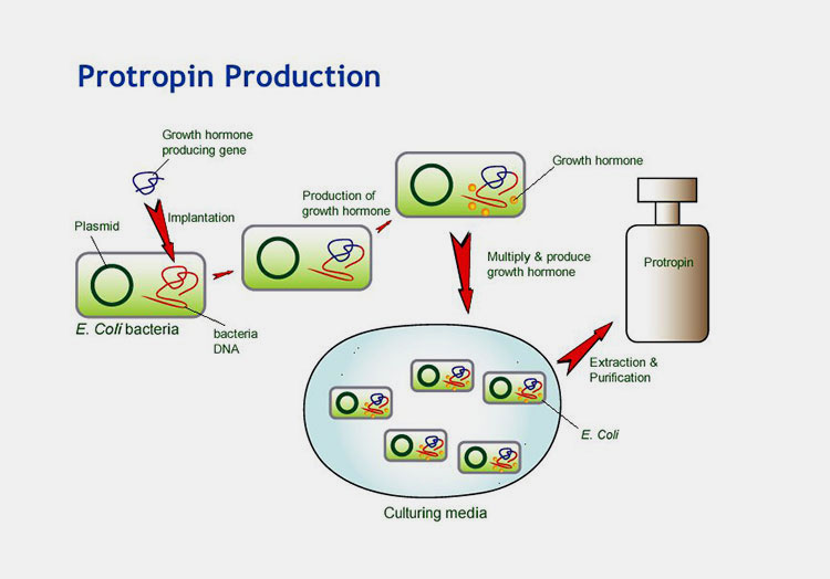 Production of Growth Hormone