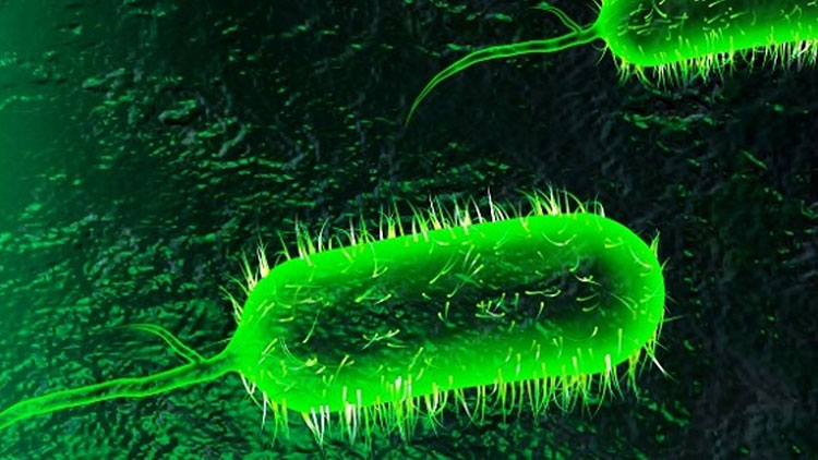 Strains of bacteria