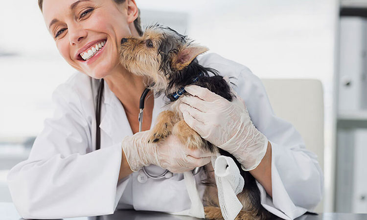 Administration site for vet antibiotic injection
