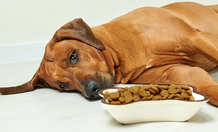 Ailments that relate digestive system