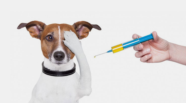 Animal Free from Pathogen