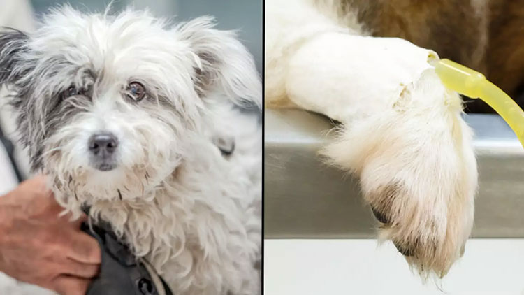 Bad Reactions to A Vet Antibiotic Injection