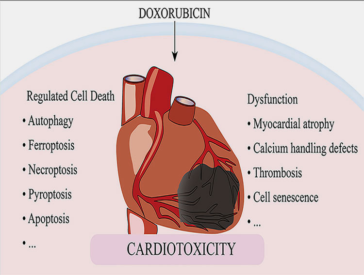 Cardiotoxicity