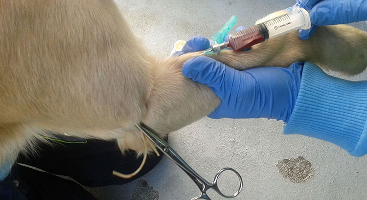 Controlling the Spread of Diseases