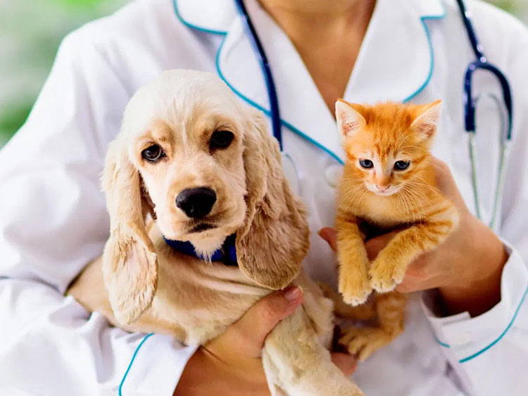 Different Forms Of Animal Vaccines