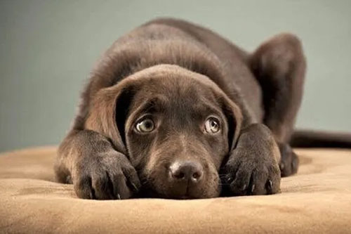 Dogs can be suffered