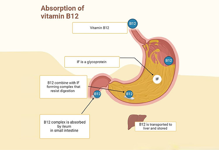 Excess B12 stores in liver
