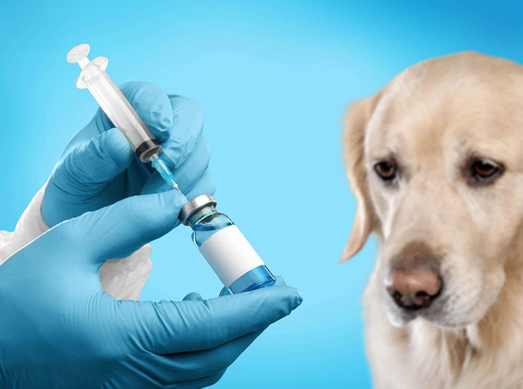 GMP For Animal Vaccine Manufacturing