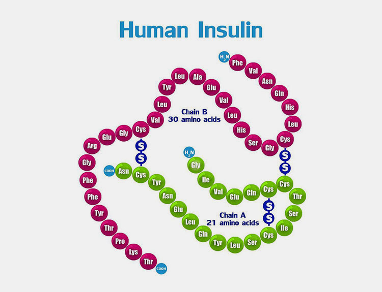Insulin structure