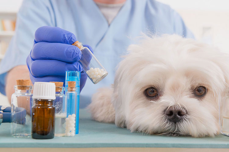 Less Suffering for Animals