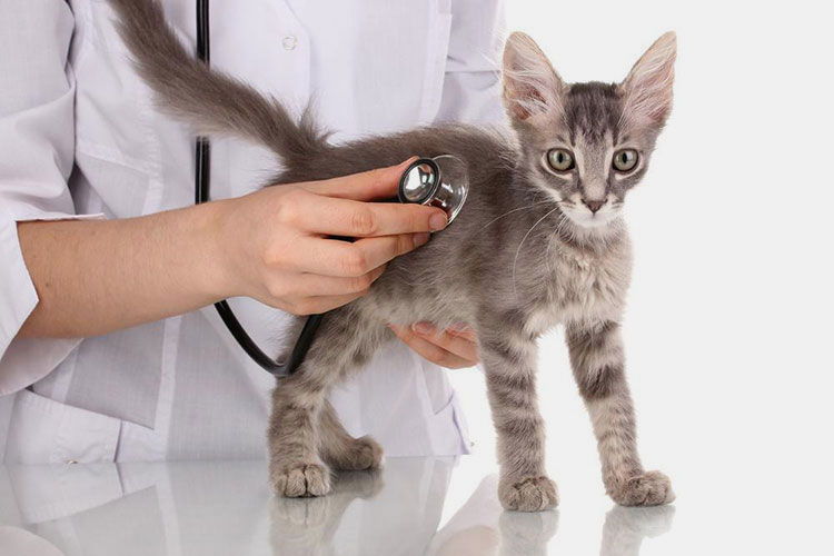 Pancreatic ailment