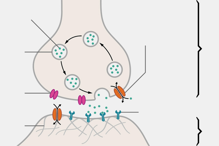 Regulating-neurotransmitter-release