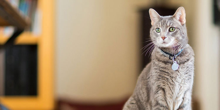 Responsible for maintaining healthy coat