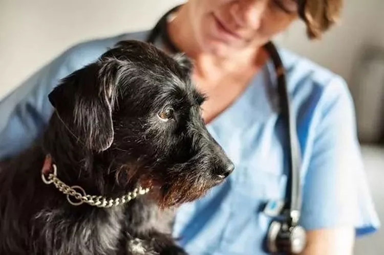 Safety of your pet