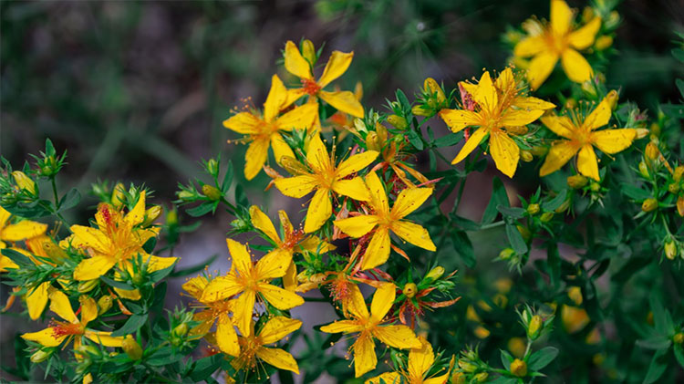 St John’s wart