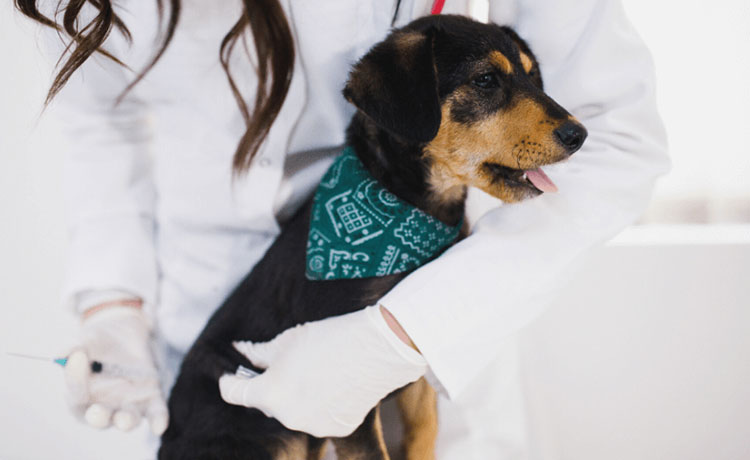 Steps of animal vaccine manufacturing