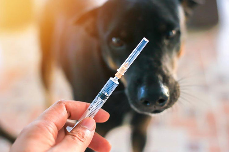 Store A Vet Antibiotic Injection