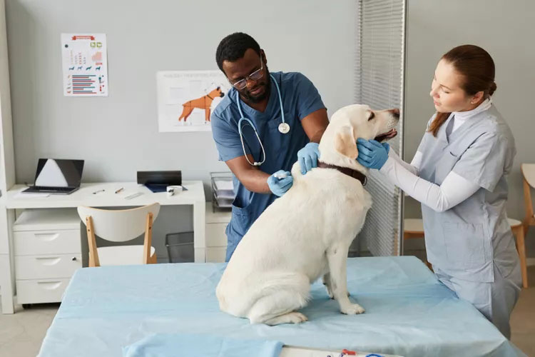 Supervision of vet