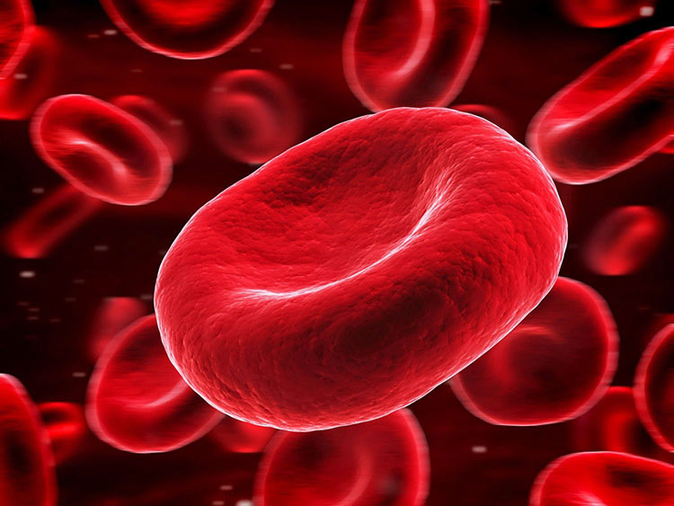 Support red blood cells production