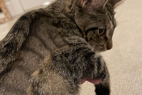 Swelling at site of injection