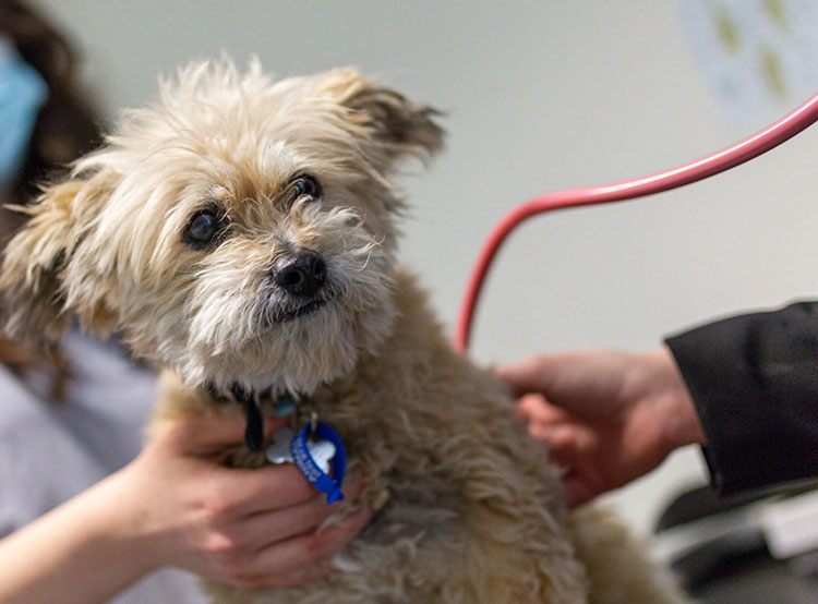 Vet antibiotic injection-1