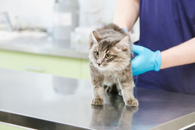Veterinary testing