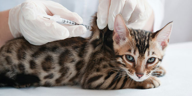 Vitamin B12 Injection For Cats
