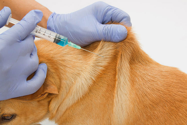 Vitamin B12 Injection For Dogs Is Given Subcutaneously