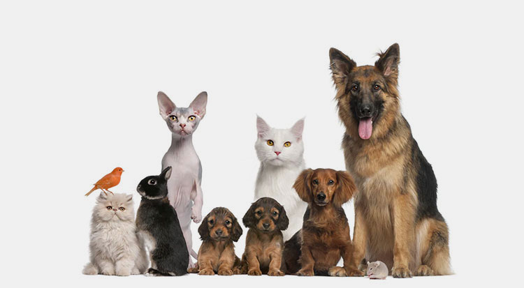 Works Well for All Animals