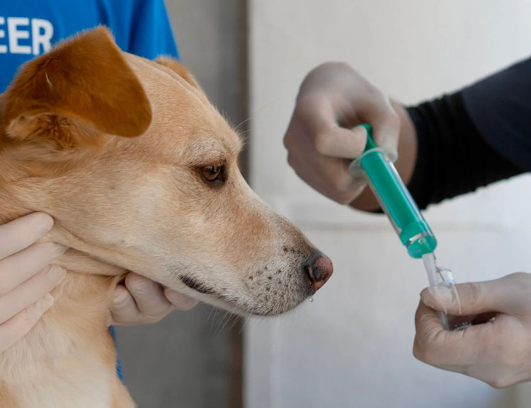 animal vaccine manufacturing
