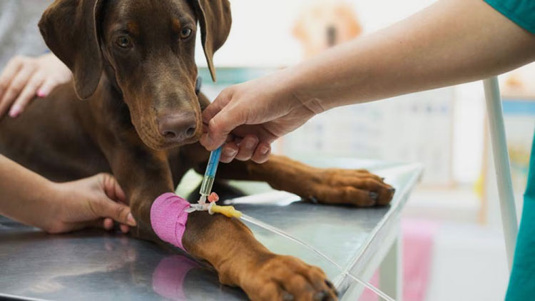 vet antibiotic injection