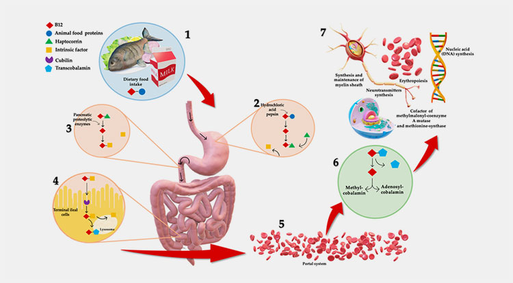 vitamin B12 injection work