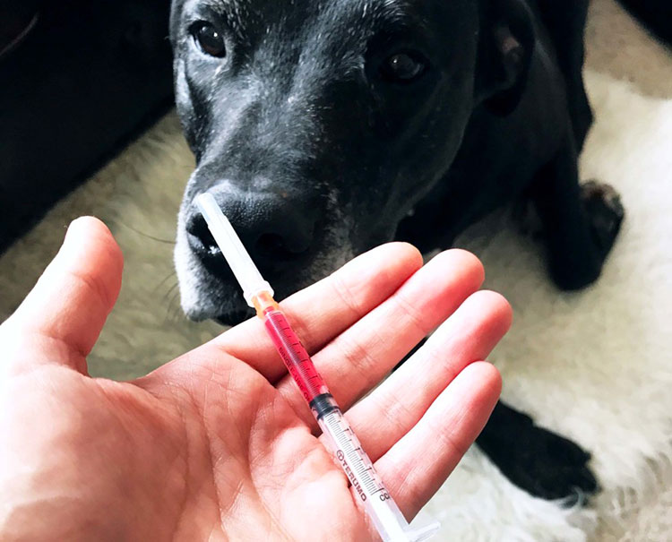 vitamin b12 injection for dogs