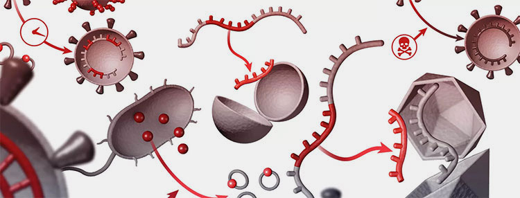 A beautiful illustration of antitoxin defense in action