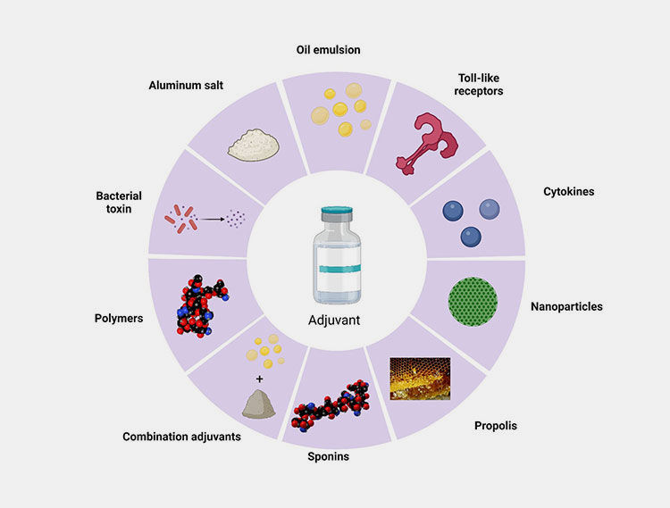 Adjuvant enhancements