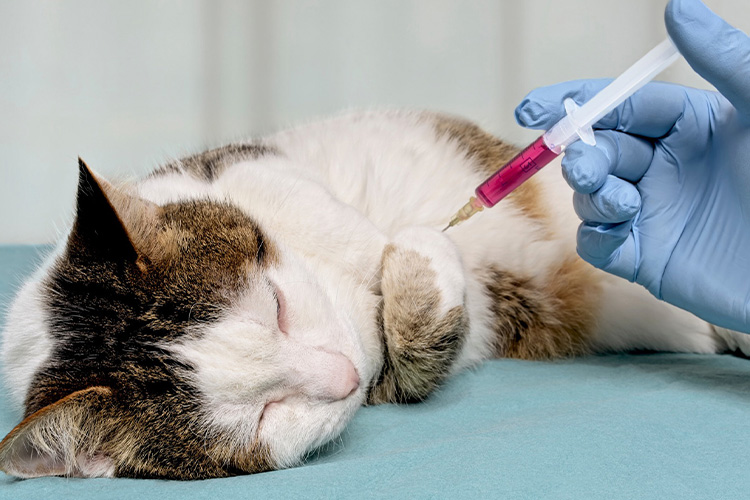 Administer Cat Triple Vaccine