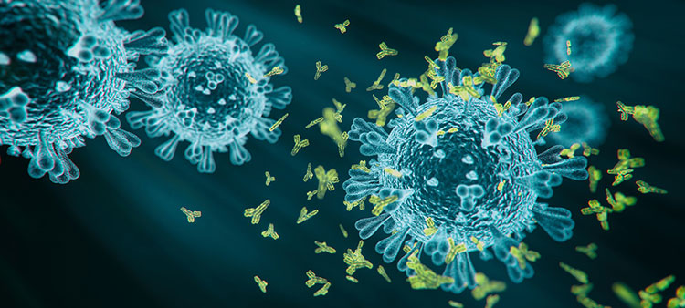 Antigen antibody reaction in the body
