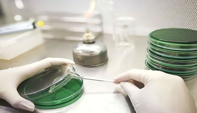Aseptic Techniques in Biotechnology