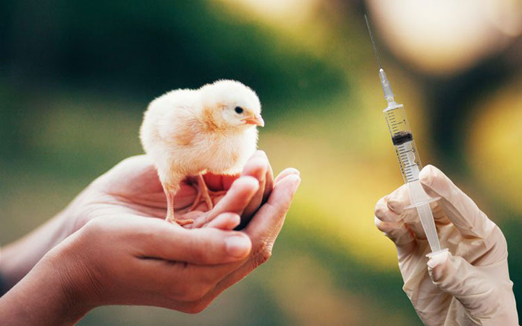 Avian Flu Vaccination