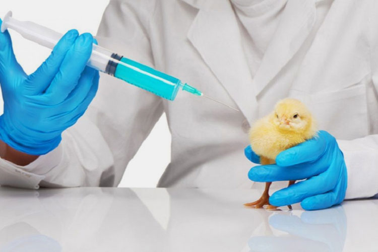 Avian Flu Vaccine