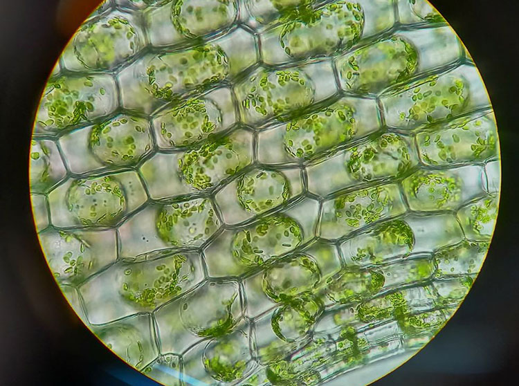 Botany