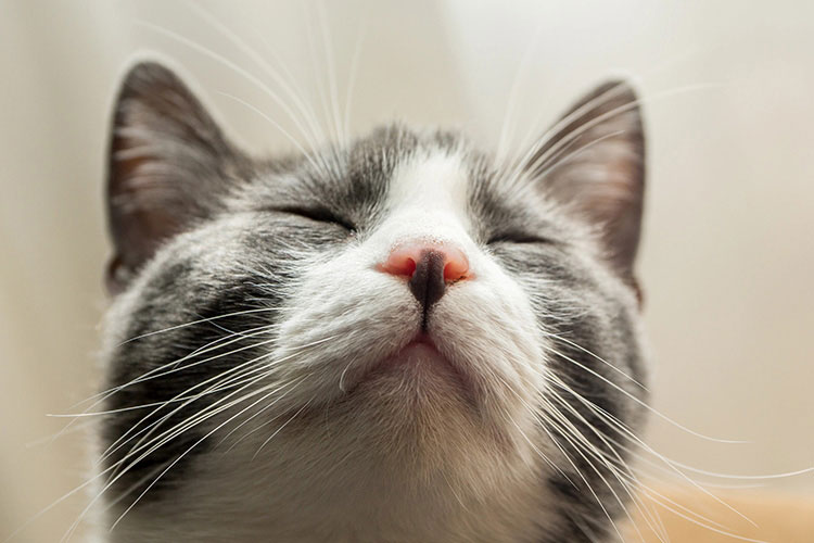 Cat-nose-branch