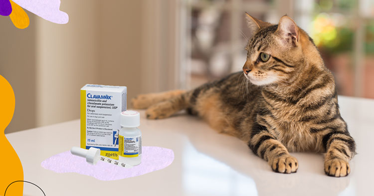 Cat oral antibiotic