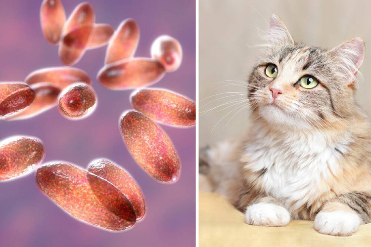 Cat-plague