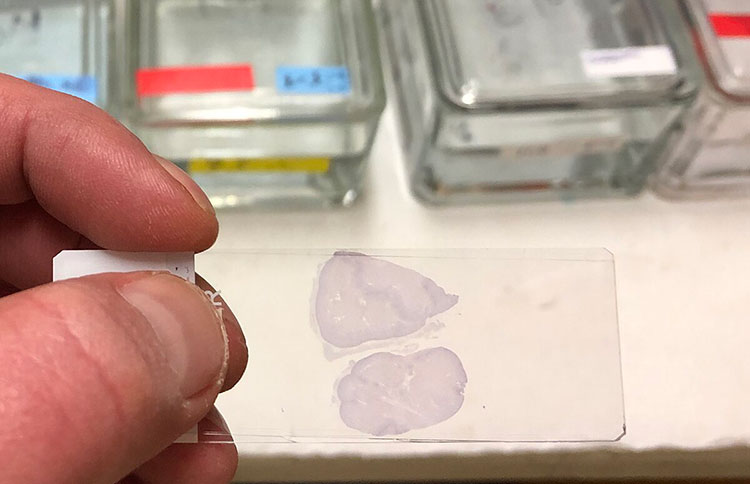 Cellular detail